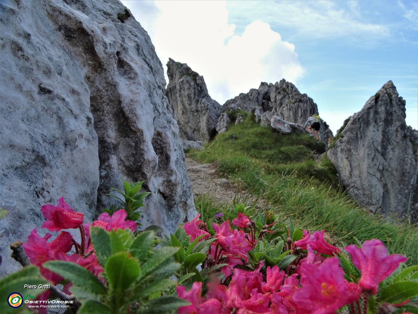 32 In Alben fioritura di rododendro rosa ( Rododentron hirsutum).JPG